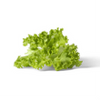 Green Leaf Lettuce 200 g